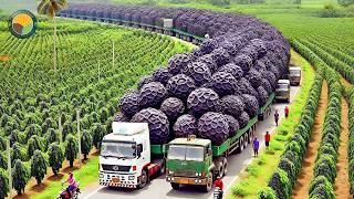 How Vietnamese Farmers Harvest Tons of Black Pepper: Black Pepper Farming | Farming Documentary