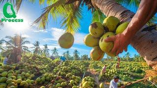 Harvesting and Processing Millions of Coconuts for Worldwide Distribution!