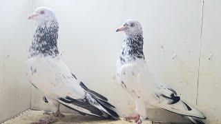 zeera golden kabootar| zeera golden pigeon| zeera golden jorah ka shokh by dubai pigeon club