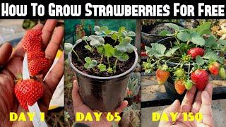 How To Grow Strawberries From Seed | SEED TO HARVEST