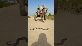 Snake passing front of bell ready