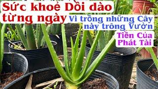 Sức khoẻ được Dồi dào, Tiền Của Phát Tài khi trồng những Cây này trước Sân. PHAN HẢI