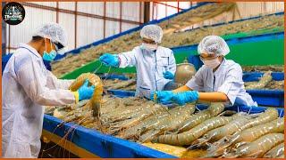 How Farmers Raise And Process Billions Of Tons Of Shrimp - Shrimp Farm | Processing Factory