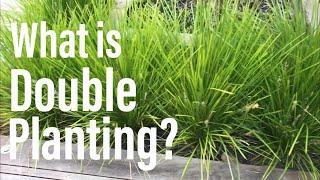What is double planting? - NZ Plantopedia
