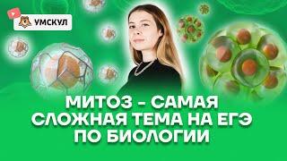 Митоз - самая сложная тема на ЕГЭ по биологии | Биология 10 класс | Умскул