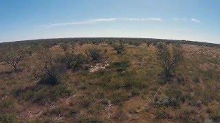 Hunting for Quail and Whitewing dove in Texas