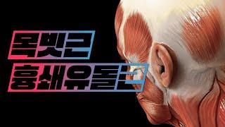 [해부학 - 근육학] 목근육(neck muscles) - 목빗근(흉쇄유돌근, sternocleidomastoid)