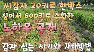 감자재배 씨감자 20키로 한박스 심어서 600키로 수확한 노하우공개, 감자 심는 시기와 재배방법