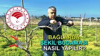 Çekirdeksiz Üzüm Bağlarında Şekil Budaması Nasıl Yapılır?