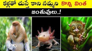 | Top 10 Strange Animals In The World | RK FACTS | Intresting Facts |