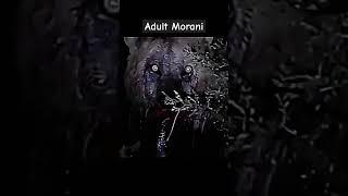 Morani | Hail the Lion king #lions #wildlife #lion #animal #masaimara #shorts #legend #wildanimals