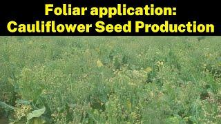 Foliar application of fertilizer: Cauliflower Seed Production | Krishi Network