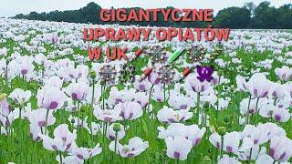 Uprawy opium w UK jako realizacja zamówień bigpharmy na czas żniw śmierci