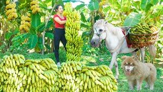 Harvest Lots Of Banana To Sell At The Village Market, Install Irrigation System For Vegetable Garden