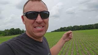 Big Day for the Soybeans