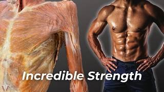 How the Body Builds Incredible Strength Without Getting Bigger