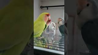 Funny parrots singing and dancing #parrottalking #parrots #parrotshortdvideo #parrotvideo