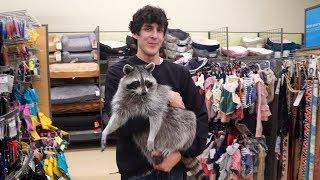 I take my pet raccoon shopping at the pet store