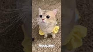 Coleção de miau Gatinho fofo e lindos  (Reino dos Animais) #cutecat #cat