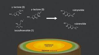 Biosynthetic investigation of γ-lactones in Sextonia rubra wood using in situ TOF-SIMS MS/MS imaging