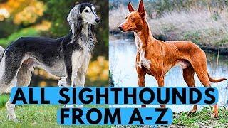 All Sighthound Dog Breeds List (from A to Z)