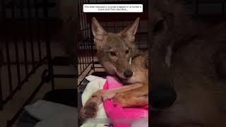 This man rescued a coyote trapped in a hunter's snare and then decided