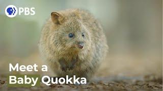 Spy Quokka Meets a Joey