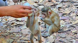 Happily they are getting milk from kind people, they are lovely monkeys