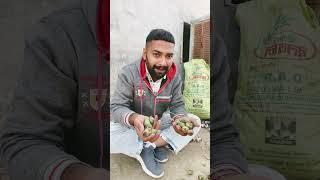 Aha tamatar bade mazeder #Shorts #Viral #Trending #Comedy #Funny #YouTubeShort #Short