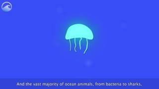 What Is Bioluminescence