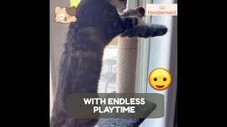 Cat Toy | Interactive Cat Toys | Best cat toys