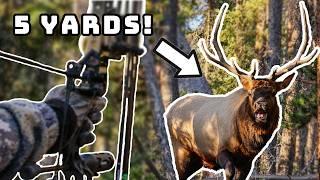 5 Yard Bull | Craziest Elk Hunt on Youtube