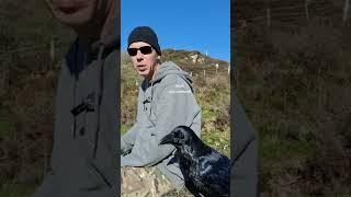 I love to sit and chat with Ragnar raven.#raven