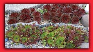 THREE SEMPERVIVUM I LOVE - Cold Hardy Succulent Plants - MY HENS & CHICKS COLLECTION