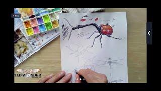 Learn to Draw Insects with John Muir Laws