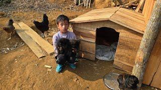 wooden house in the forest Daily Highland boy khai, Taking care of the chickens building a dog cage