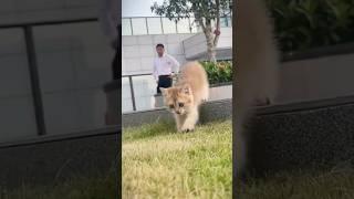mota dom dom yes yes #mota #music #cat #shortvideo #trending #cutebaby #viral #newvideo #cr7 #cute