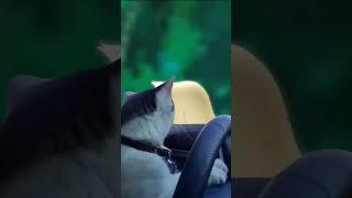 cat driving