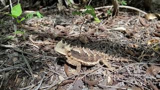 Giant Horned Lizard (Phrynosoma asio) in natural habitat