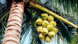 Coconut   harvesting and processing of coconut products