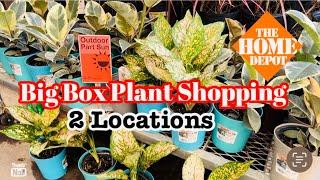 Big Box Plant Shopping at 2 Home Depot Stores || Aglaonema Jubilee, Sansevieria Black Gold & More