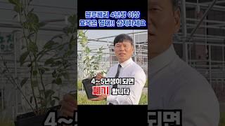 블루베리 묘목은 2~3년생 심으세요! #깨비농장