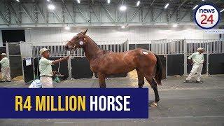 WATCH: This race horse just sold for a cool R4 million