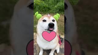 Top 5 Gubgub moments  (Top 10 goobie woobies)