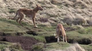 Working Lurchers: The calm before the storm