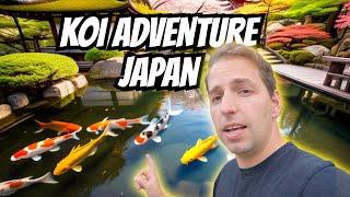 My Koi Trip to Japan (All Episodes!!) 