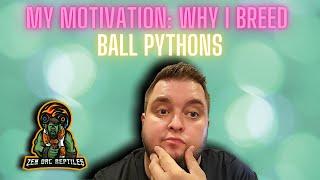 Having The Right Motives & Why I Enjoy Breeding Ball Pythons