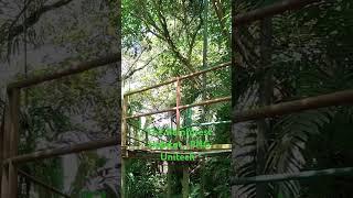 The Rainforest Habitat #nature #The Rainforest Habitat #nature #rainforesthabitat #unitech #unitechn