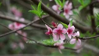 Pink peach blossom defines the brief and ephemeral Delhi spring, before full-on summer heat descends