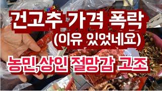 건고추 가격 폭락으로 농민과 상인  절망감이 상당하네요.귀한버섯과 밤은 엄청 나왔습니다.[온양온천5일장]